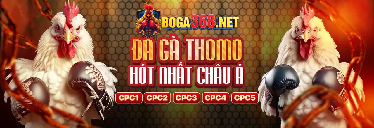 Quy trình cá cược đá gà tại sinbet casino